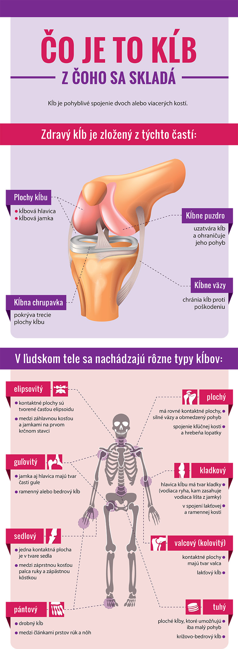 anatomia klbov3